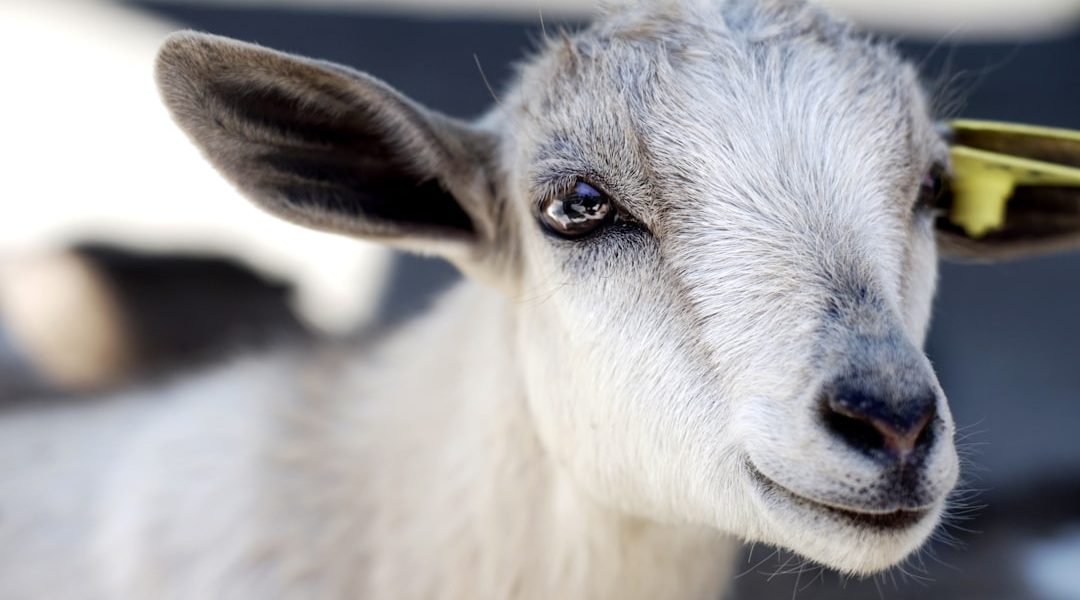 Photo Goat, teeth