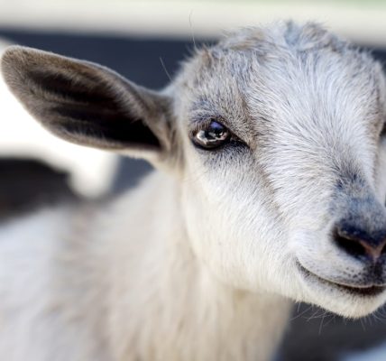 Photo Goat, teeth