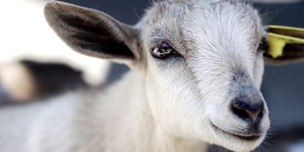 Photo Goat, teeth